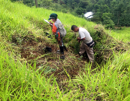 Planes de reforestación