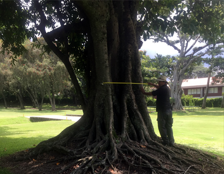 Regencias Forestales